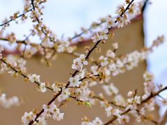 -广州市流溪河国家森林公园