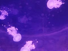 -临沂极地海洋王国