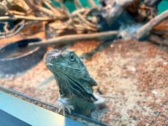 -上海大自然野生昆虫馆(东方明珠·爬宠昆虫探索中心)
