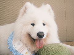 -星多哈·狗咖·拼豆·咖啡