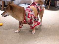 -逗柴咖啡屋·狗咖猫咖宠物桌游