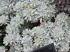 -东莞植物园