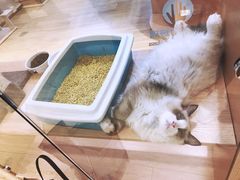 -Pets First伊珊娜洗护·精致美容·家庭式寄养(新会路店)