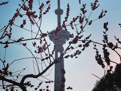 -南京古林公园