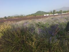 -北京东方普罗旺斯薰衣草庄园