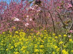 -南汇桃花村