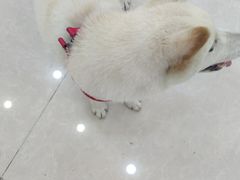 -瑞鹏宠物医院·骨科·猫科·内科(第一中心)