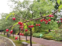 -广州市流溪河国家森林公园