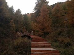 -苏木山森林公园