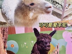 -正佳雨林生态植物园