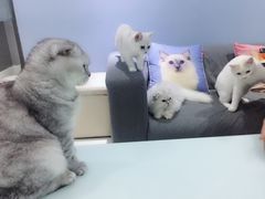 -喵的天空名猫咖啡馆·撸猫·猫舍·用品