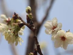 -天适樱花悠乐园