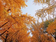 -三里屯东五街银杏大道