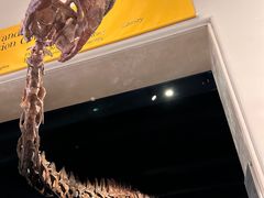 -美国自然历史博物馆