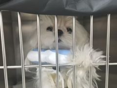 -美联众合动物医院·24h京西诊疗中心