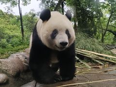 -中国大熊猫保护研究中心雅安碧峰峡基地