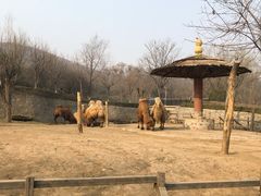 -石家庄市动物园