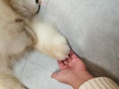 -汪说·狗咖(旺城大厦店)