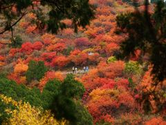 -香山公园