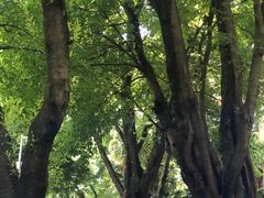 -荔枝公园(福田区)