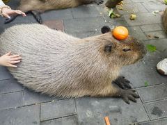 -北京野生动物园