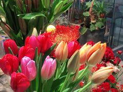 -植物学家的女儿(北马道巷店)