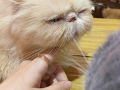 -猫色咖啡·猫咖
