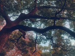 -长藤鬼校(龙翔店)