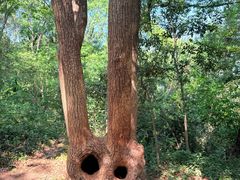 -上海佘山国家森林公园天马山园