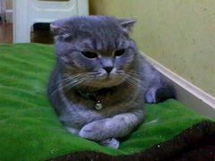 喵-猫色咖啡·猫咖