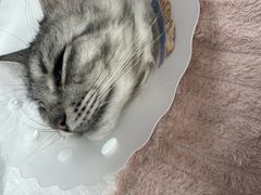 -达爱动物医院·犬猫分区·CT·复杂眼科(远洋山水分院)