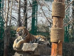 -上海野生动物园老虎餐厅