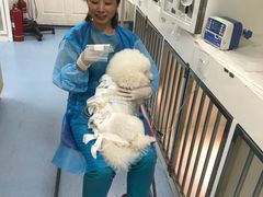 -瑞派·关忠动物医院·异宠专科·犬猫肿瘤·皮肤专科(望京店)