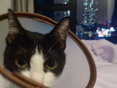 -创凡宠物医院·骨专科  猫科中心(西乡分院)