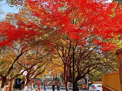 -八大关景区