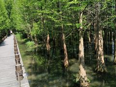 -桤木河湿地公园