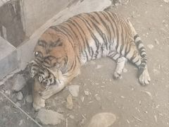 -栾川竹海野生动物园