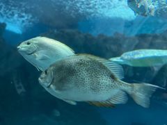 -上海海洋水族馆