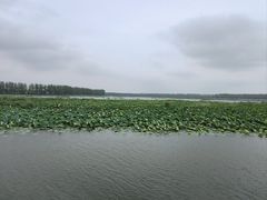 -微山湖红荷湿地景区
