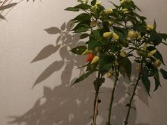 -十二舍·湯物素煮(江泰潤政店)