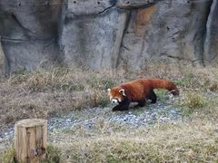 -武汉动物园