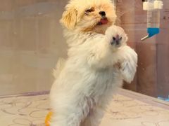 -翊宠yipet猫狗购宠庄园犬舍•猫舍