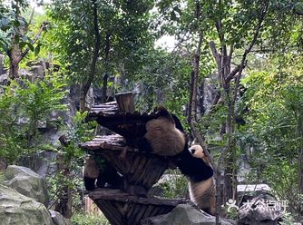 成都的大熊猫基地,一天之内能看到最多只熊猫的地方啦