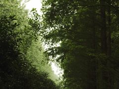 -合肥滨湖国家森林公园