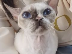 -琪喵猫屋·撸猫猫咖·猫舍