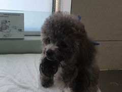 -康旭宠物医院(郑州总院)