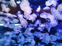 -华夏文旅海洋公园