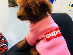 -瑞鹏宠物医院·爱宠堂·骨外专科(西荷分院)