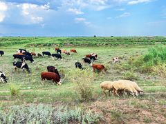 -敕勒川草原文化旅游区