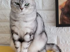 -平行世界·猫咖(首经贸店)